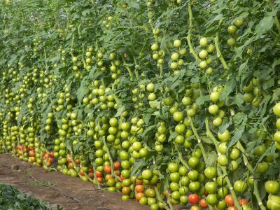 Finca de Tomates en Rama