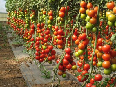 Finca de Tomates en Rama